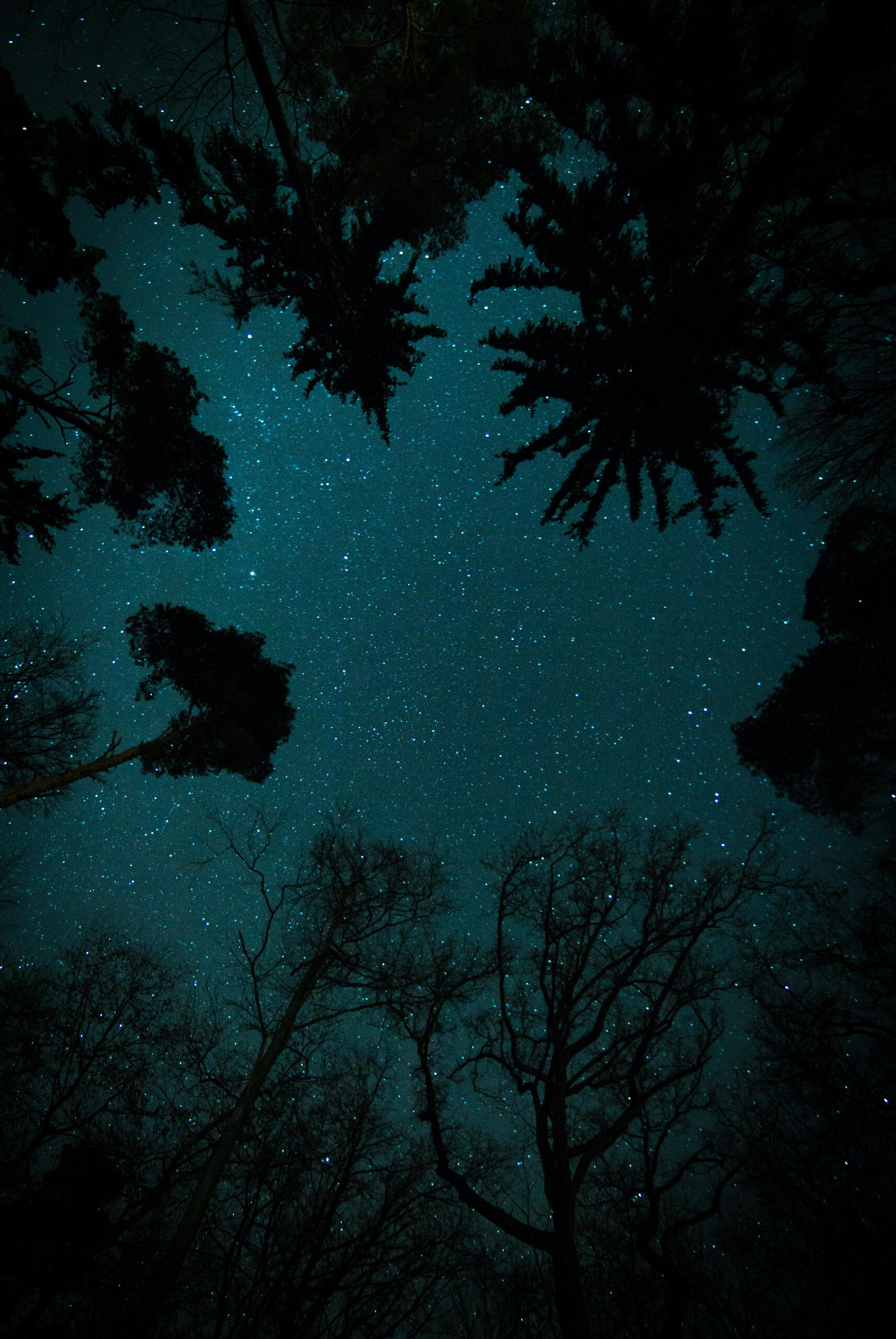 Nuuksio national park at night Stargazing in Nuuksio national park during a guided hiking tour. Trekking notturno nel Parco nazionale di Nuuksio con guida italiana